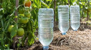 Jardin : cette astuce d&rsquo;arrosage gratuite remplace votre tuyau pendant les restrictions d&rsquo;eau et sauve vos plantes