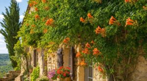 Les anciens la laissaient grimper dans les fissures : ne coupez plus cette plante des vieux murs dès ce mois de juin