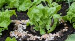 Limaces au potager : cette astuce avec un déchet de cuisine laisse vos salades sans défense sous la pluie