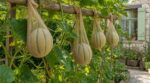 Melons qui pourrissent au potager : cette astuce de grand-mère avec un vieux vêtement va bouleverser vos récoltes