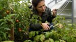 Mildiou au jardin : ces gestes à faire en 48 h dès les premières taches pour sauver vos tomates