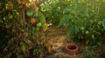 Mildiou sur vos tomates : ce remède du placard plébiscité brûle vos plants si vous faites cette erreur