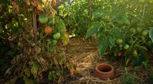 Mildiou sur vos tomates : ce remède du placard plébiscité brûle vos plants si vous faites cette erreur