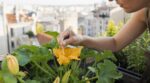 Mon voisin utilise cet accessoire de salle de bain sur ses fleurs de courgettes en canicule pour sauver sa récolte