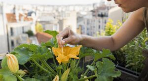 Mon voisin utilise cet accessoire de salle de bain sur ses fleurs de courgettes en canicule pour sauver sa récolte
