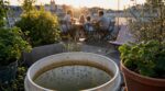 Moustiques tigres : cette erreur avec un simple seau d&rsquo;eau de pluie peut ruiner votre terrasse en 5 jours