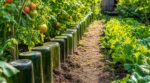 Ne les retirez plus : ces bouteilles en verre retournées au bord des allées sauvent votre potager en douce