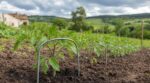 Ne plantez plus ces tuteurs en bois à 4 € : ce vieux accessoire de penderie protège vos tomates 3 fois mieux du vent