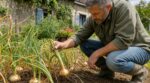 Oignons qui pourrissent au potager : ne faites plus cette erreur d’arrosage qui ruine vos bulbes avant la récolte