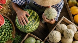 Pastèques, melons : arrêtez de tapoter au hasard, ces 4 gestes de maraîcher en 10 secondes garantissent un fruit mûr