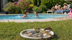 Piscine : cette astuce à 10 mètres du bassin garde guêpes et frelons asiatiques loin des enfants tout l’été