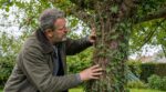 Plante grimpante dans un arbre : ce signe à ne jamais ignorer si vous tenez à votre jardin