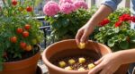 Plantes en pot grillées : cet accessoire de vaisselle que vous jetez réduit les arrosages de 50 % l’été