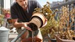 Plantes en pot qui meurent en plein été : mon père m’a montré cette erreur d’arrosage que vous faites sans le savoir