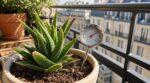 Plantes grasses de balcon : ce geste avec le pot que j’ignorais explique pourquoi elles brûlent en canicule