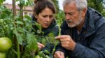 Pluie chaude sur vos tomates : ne faites plus cette erreur dans les 24 h, elle ruine toute votre récolte