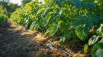Pommes de terre : cette erreur d’arrosage ruine vos récoltes et favorise le mildiou, voici le bon geste