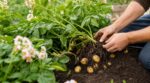 Pommes de terre nouvelles : ce détail sur le feuillage révèle le bon moment pour les arracher sans ruiner la récolte