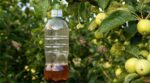 Pommes véreuses : ce piège express avec une simple boisson peut sauver tout votre verger jusqu’à l’automne