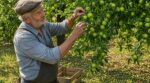 Pommier : ce geste brutal avant la Saint-Jean que les anciens faisaient pour des pommes bien plus grosses