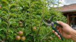 Pommier : cette erreur avec ces tiges droites en été peut ruiner toute votre récolte à l&rsquo;automne