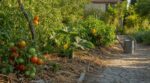Potager assoiffé, arrosoir tous les soirs : ces 3 réflexes naturels et l&rsquo;erreur qui ruine vos récoltes