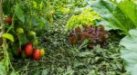 Potager : ces « mauvaises herbes » en paillis divisent l’arrosage cet été, mais gare à cette erreur fréquente