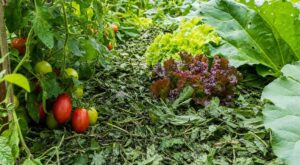 Potager : ces « mauvaises herbes » en paillis divisent l’arrosage cet été, mais gare à cette erreur fréquente