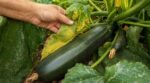 Potager : cette erreur avec un seul légume anodin épuise toute la plante, la plupart s&rsquo;en rendent compte trop tard
