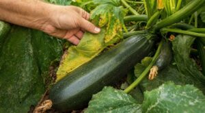 Potager : cette erreur avec un seul légume anodin épuise toute la plante, la plupart s&rsquo;en rendent compte trop tard