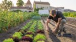 Potager : cette erreur de juin que les maraîchers ne font jamais et qui vous prive de récoltes jusqu&rsquo;en automne
