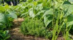 Potager : cette herbe aromatique aide vos haricots à résister aux pucerons noirs pendant les grosses chaleurs d’été