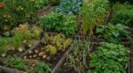 Potager durable : ces 9 duos de légumes « toxiques » à bannir ruinent vos récoltes sans même le savoir