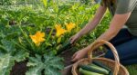 Potager en retard ? Ce légume à planter début juin pousse à une vitesse folle et nourrit toute la famille l’été