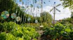 Potager ravagé par les merles : ces vieux objets brillants à suspendre les éloignent sans leur faire de mal