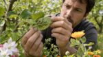 Pucerons sur vos arbres fruitiers : ces 4 étapes naturelles que les pros appliquent d&rsquo;urgence pour sauver la récolte