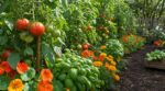 Pucerons sur vos tomates : plantez vite ces 3 plantes compagnes et rangez enfin le pulvérisateur