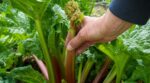 Rhubarbe : en juin, ce geste indispensable évite les tiges dures et vous redonne des récoltes généreuses, à faire vite