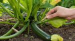 Si vos courgettes blanchissent, ce petit accessoire en bois peut encore sauver votre récolte sans un gramme de fongicide