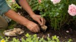 Si vos rosiers végètent, ce rituel des jardiniers anglais avec une boisson chaude évite une grosse erreur