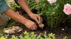 Si vos rosiers végètent, ce rituel des jardiniers anglais avec une boisson chaude évite une grosse erreur