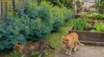 Si votre jardin est devenu la litière des chats du voisin, cette plante à 3 € peut tout changer en quelques jours