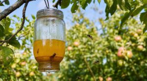Si vous avez des arbres fruitiers, ce vieux bocal suspendu peut littéralement doubler vos récoltes cet été
