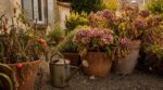 Stress hydrique : ce test en 3 gestes simples révèle si vos plantes sont sauvables… ou déjà condamnées