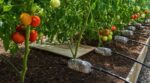 Tomates : ce geste à faire début juin sur le bas du plant pour éviter que le mildiou ne ruine toute votre récolte