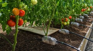 Tomates : ce geste à faire début juin sur le bas du plant pour éviter que le mildiou ne ruine toute votre récolte