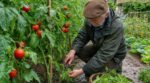 Tomates : ce geste oublié à faire en juillet pour éviter le mildiou et sauver vos récoltes jusqu’en automne