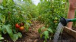 Tomates : ce réflexe d’arrosage en cas de canicule fait pourrir vos pieds en 3 jours, les anciens l’interdisaient
