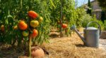 Tomates en canicule : ce geste simple des jardiniers expérimentés évite l’arrosage quotidien et sauve vos récoltes