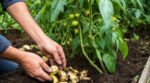 Tomates : en juin, enterrez cette épluchure de fruit au pied du plant, elle remplace l’engrais chimique